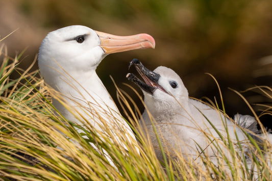 Black Browed Albatross #2