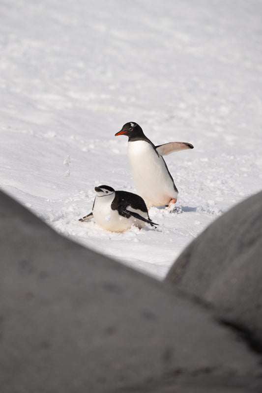 Penguin Expedition