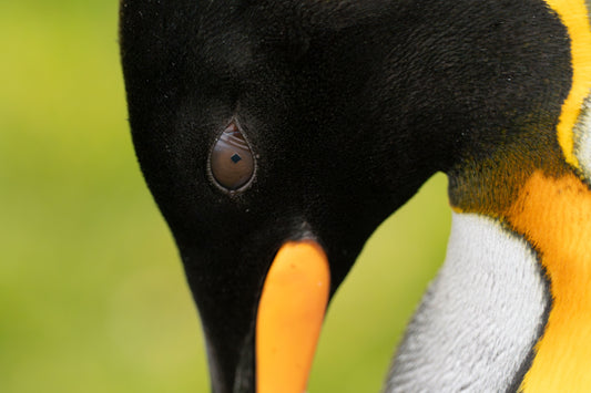 Jewel of South Georgia