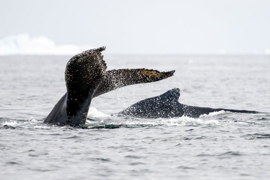 Humpbacks #1