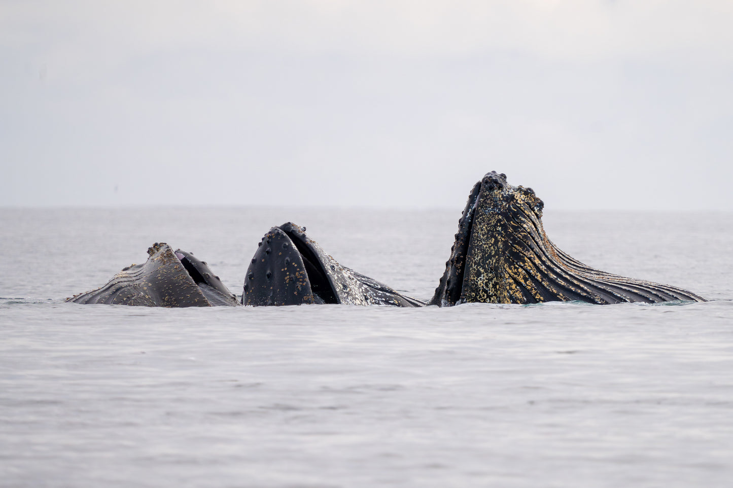 Humpbacks #2