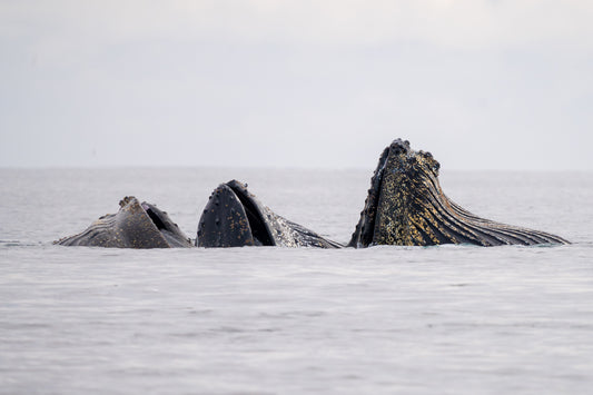 Humpbacks #2