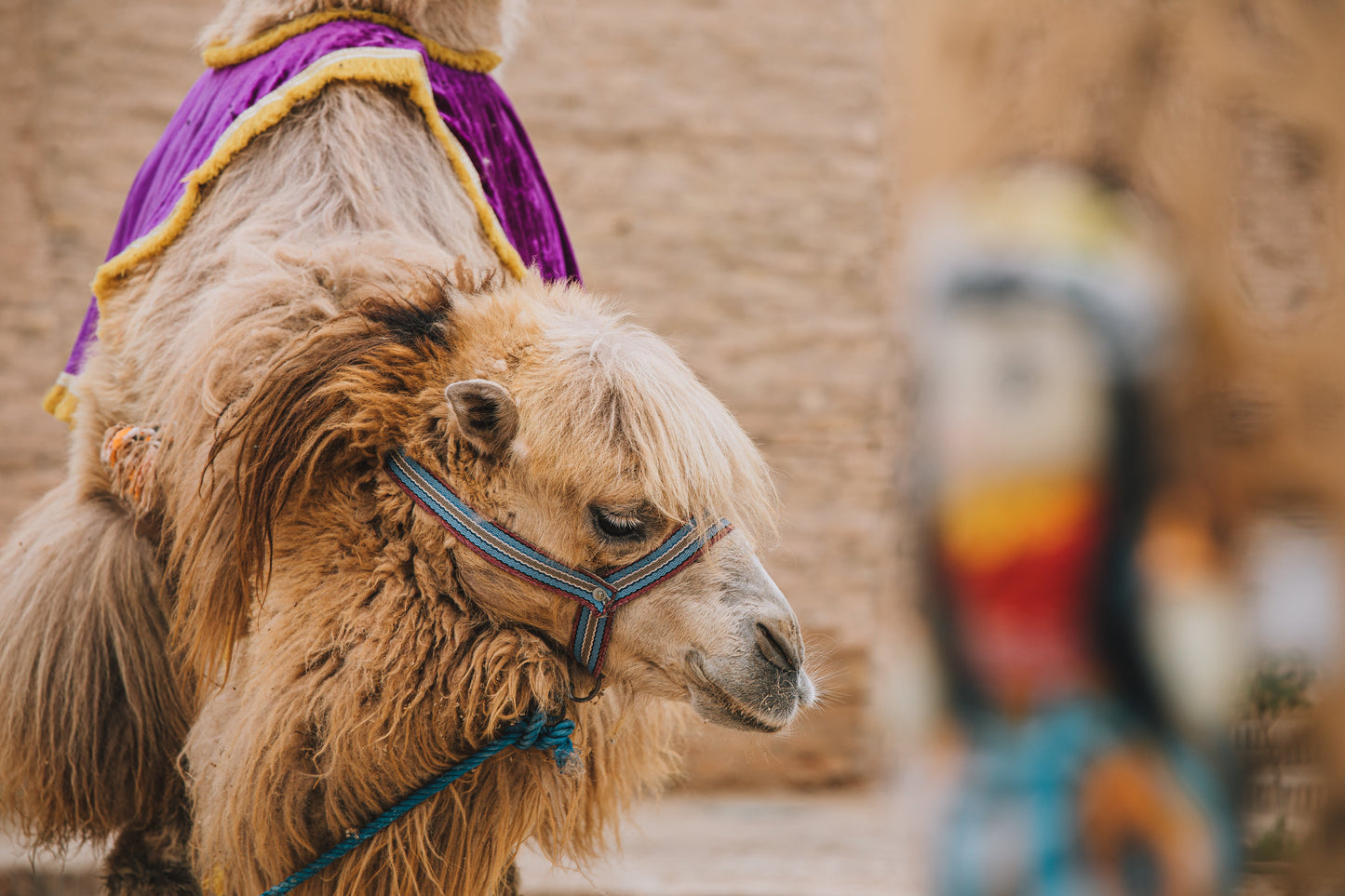 Camels Along the Old Silk Road