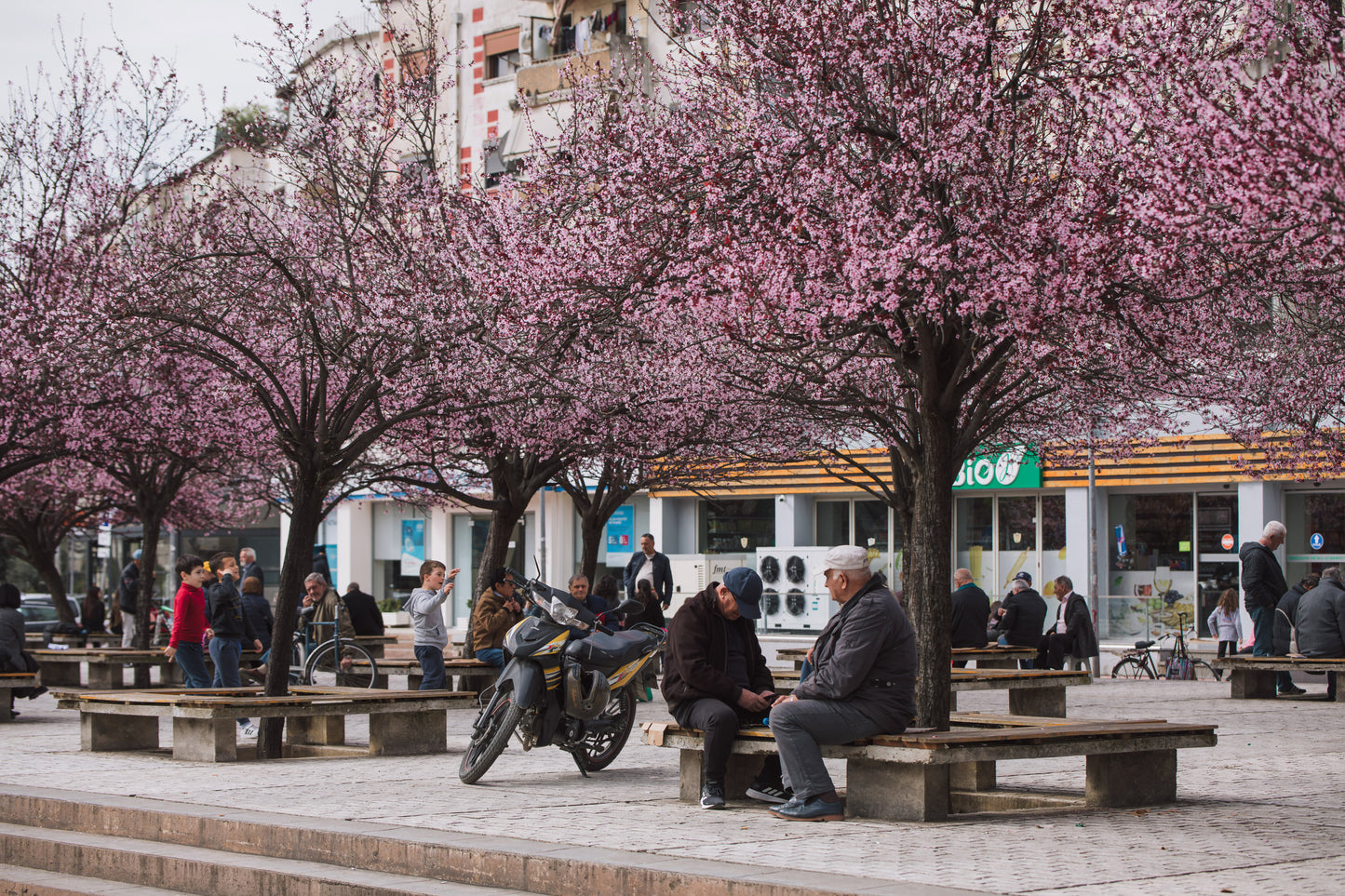 Sakura Season