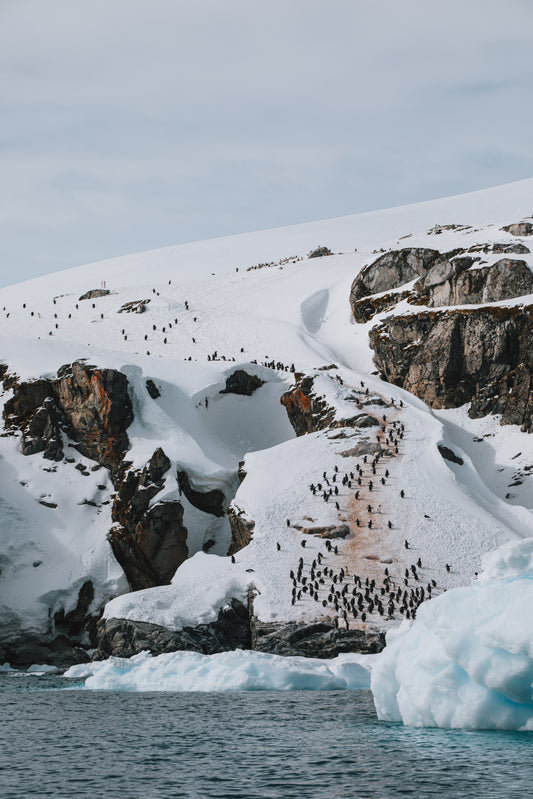 Penguin March