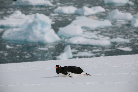 Loitering on Ice