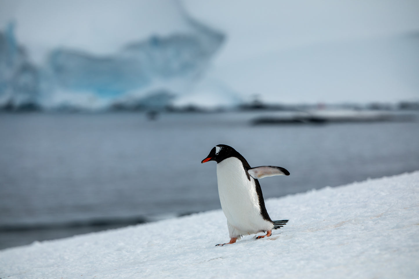 Penguin Highway