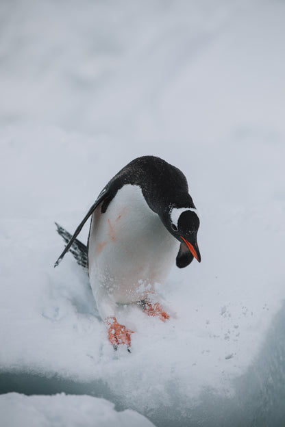 Penguin Polar Plunge