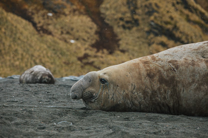 Giants of South Georgia