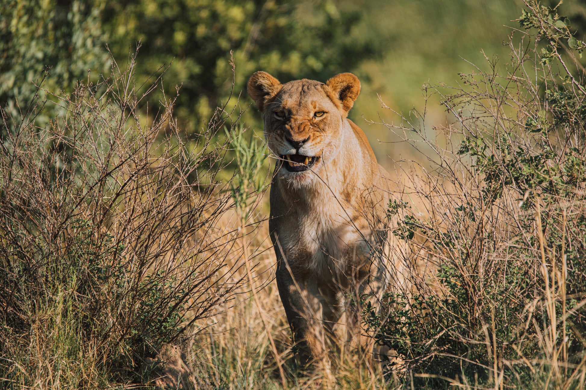 A lioness gracefully emerges from the foliage, her keen gaze fixed on a towering assembly of giraffes. I find myself in awe of the lioness' facial expression, captivated by the profound blend of respect and fear evoked by this apex predator, with its meal on display.  Location: Entabeni Reserve, South Africa