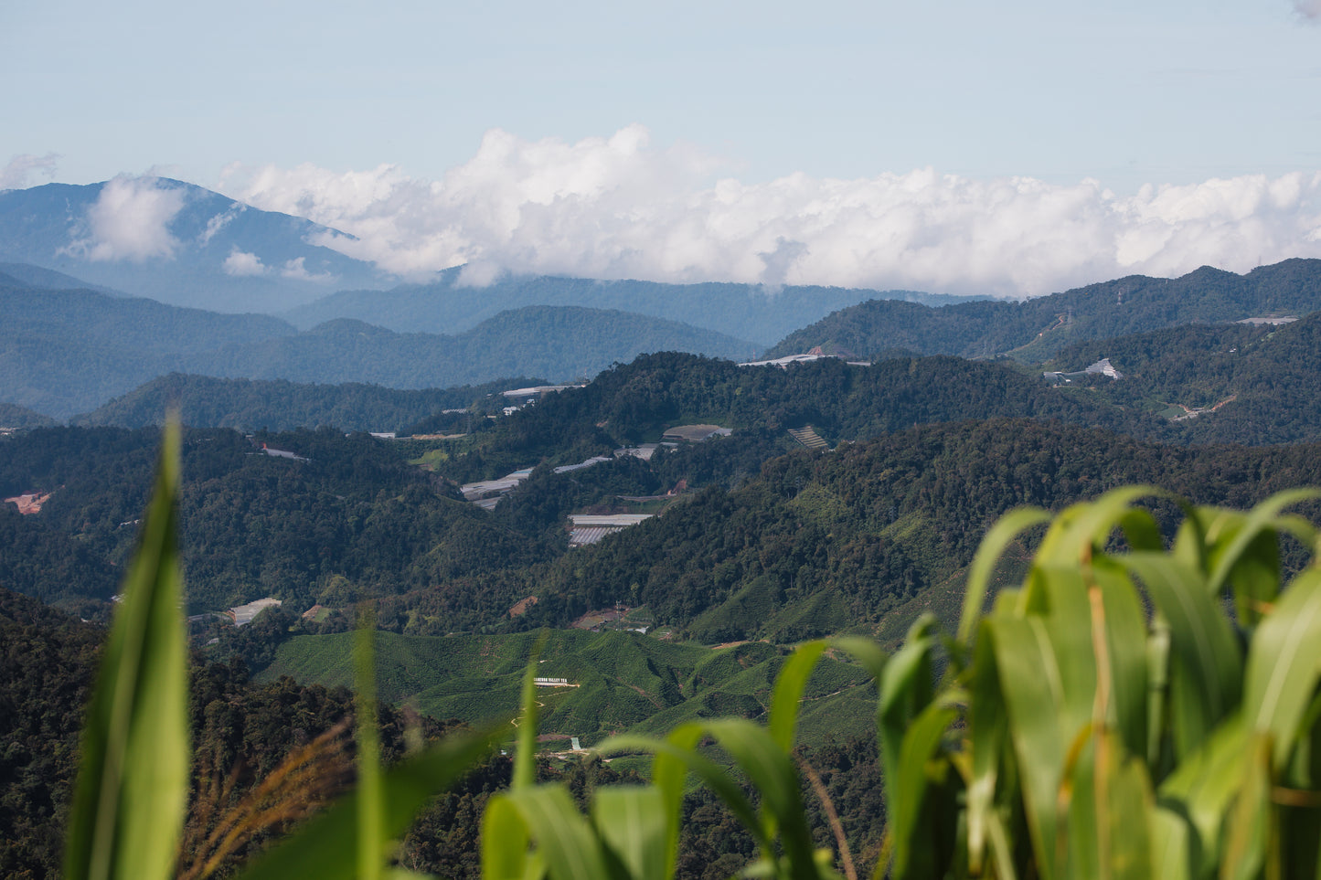 Above the Tea Plantations