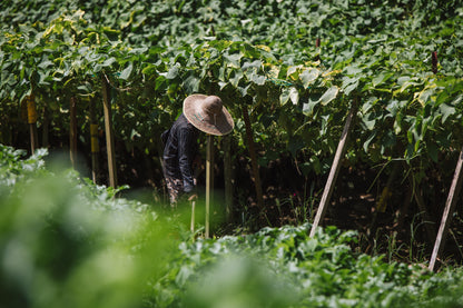 Fruit Farming