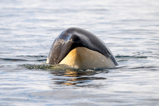 Orca