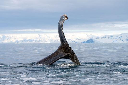 Humpback Fun