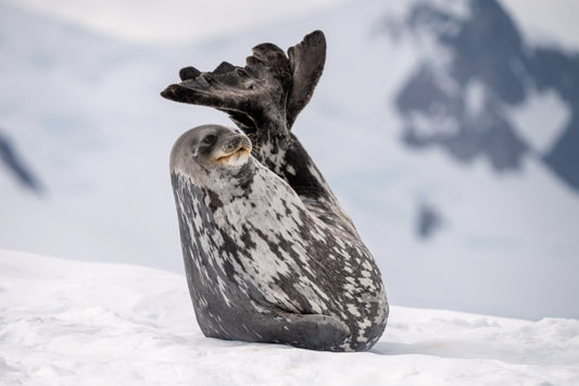 Maximum Chill