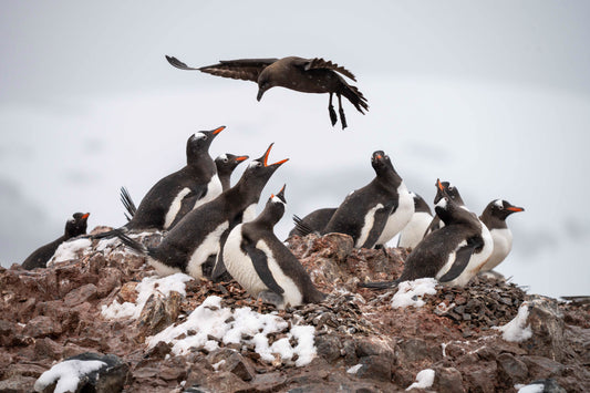 Skua Attack