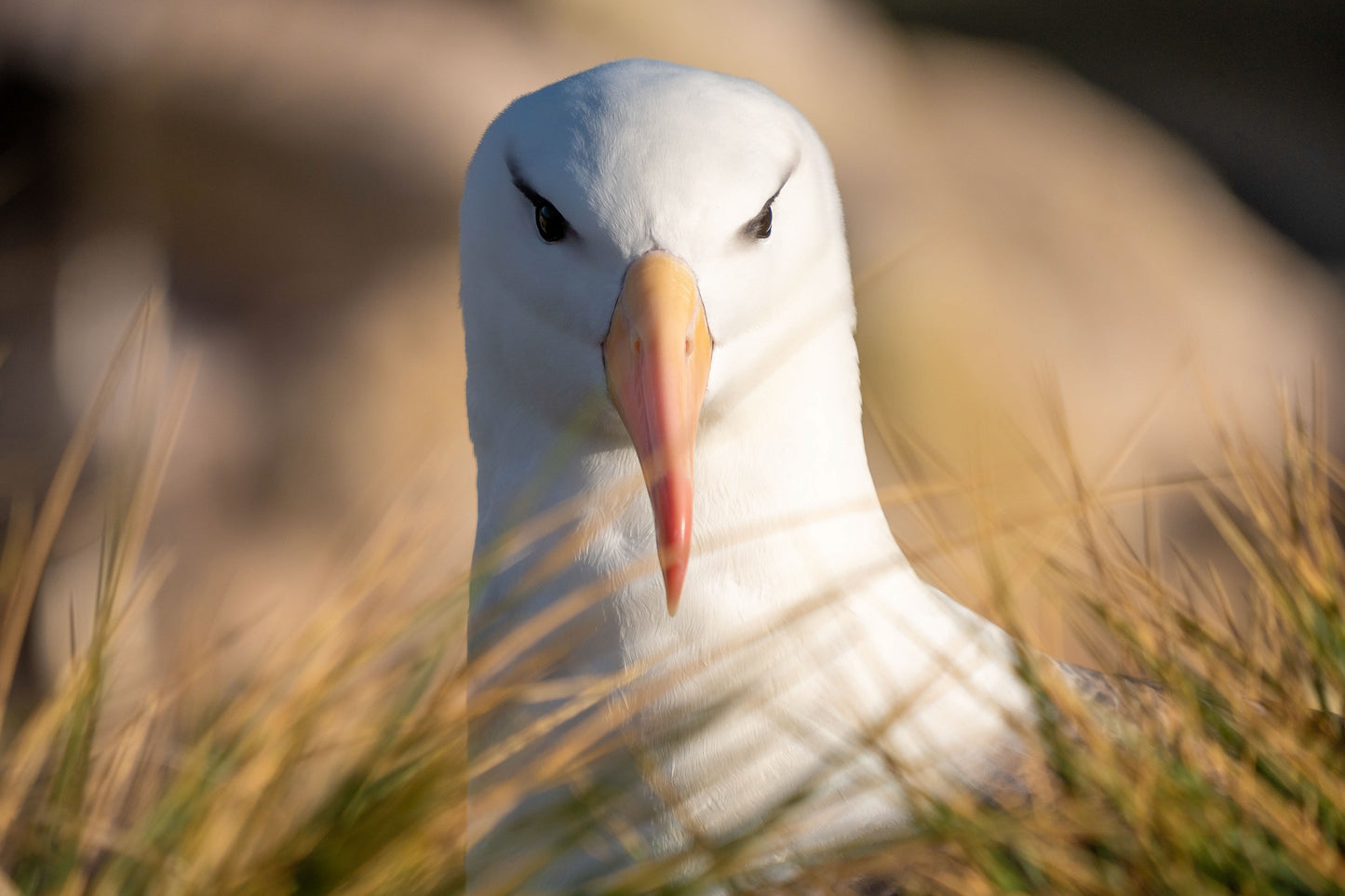 Black Browed Albatross #1