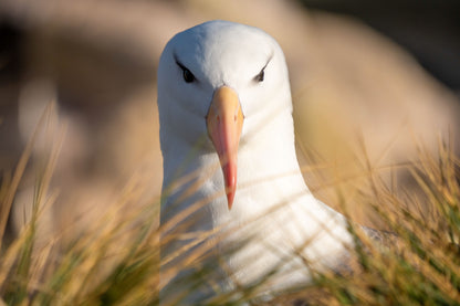 Black Browed Albatross #1