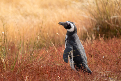 Magellanic Penguin