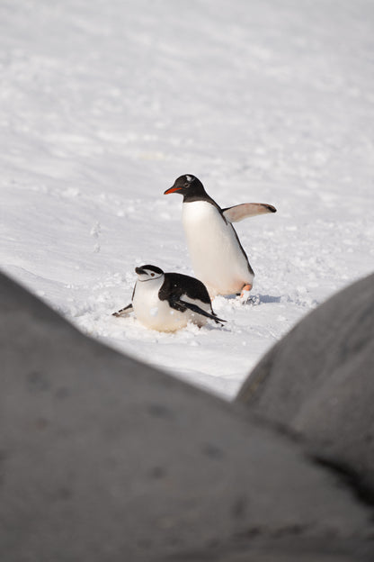 Penguin Expedition