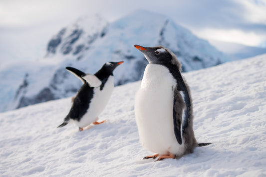 Penguin Mullets