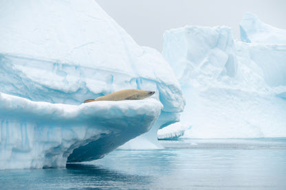 Polar Pride Rock