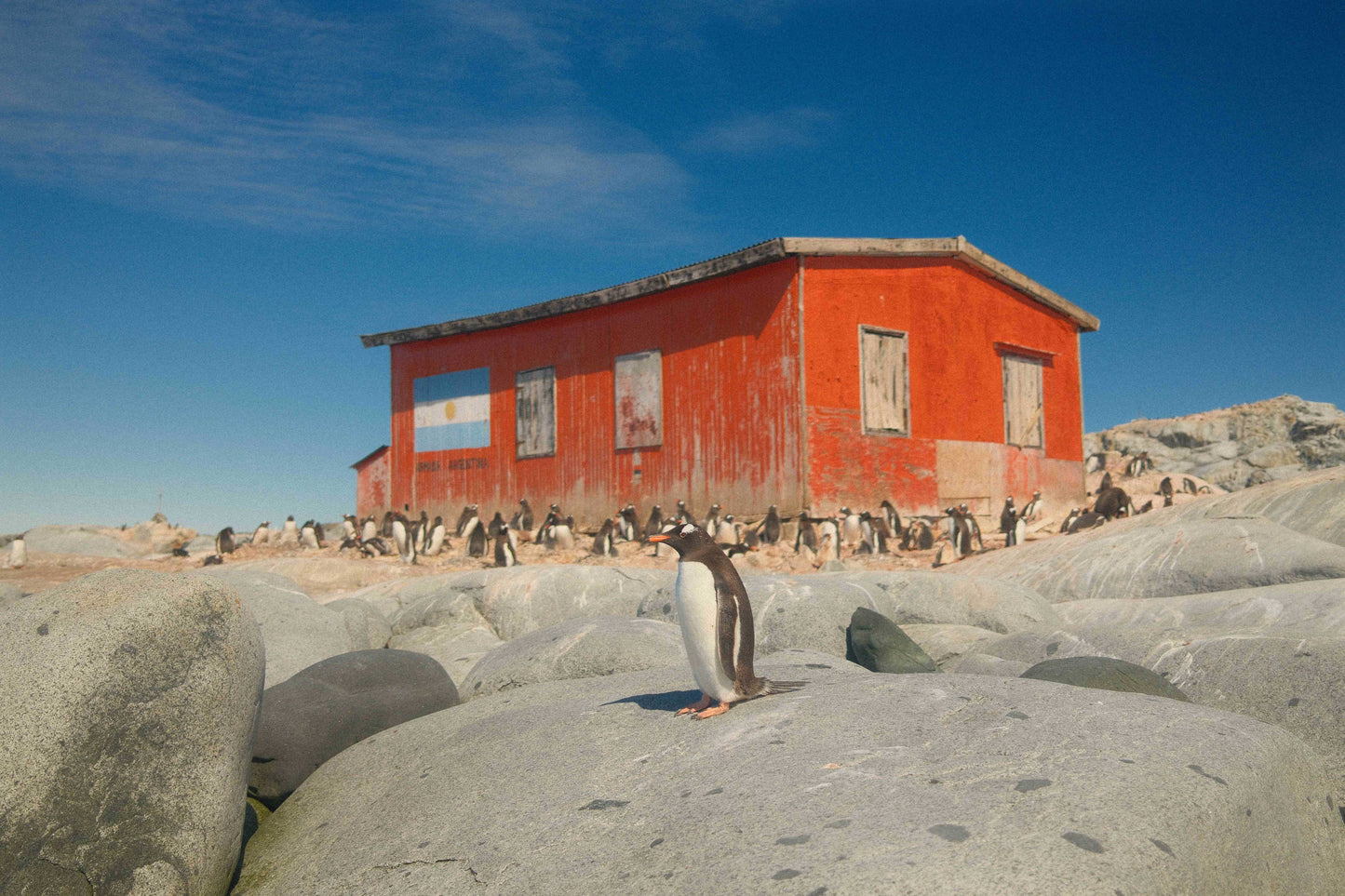 Penguin Hut