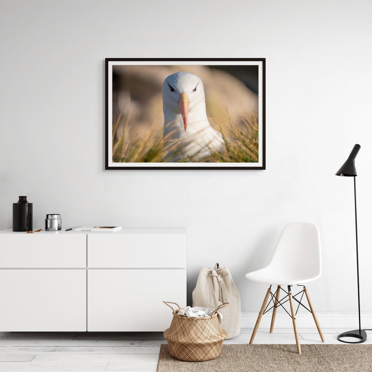 Black Browed Albatross #1