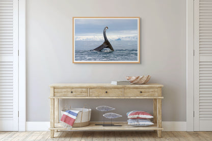 Humpback Fun