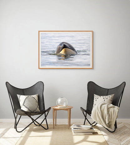 Orca